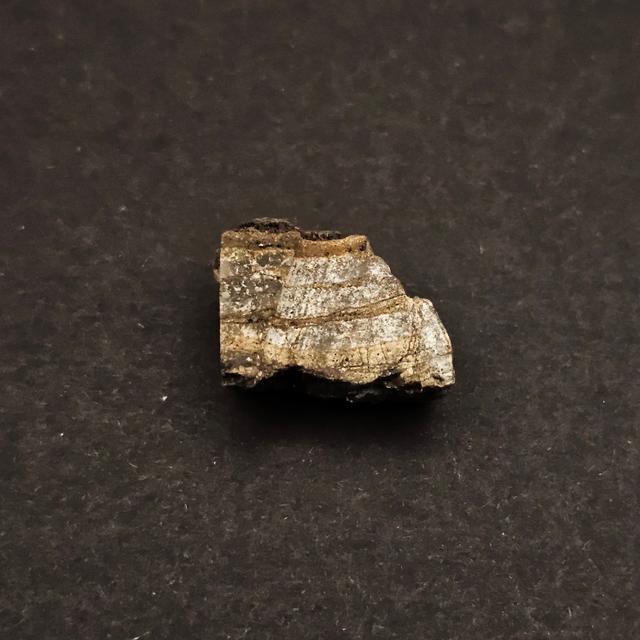 Dresser Formation Stromatolite Fragment — view 4
