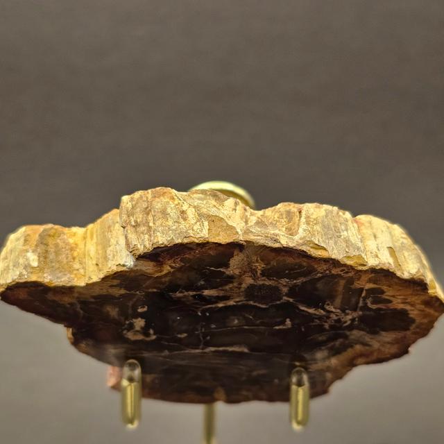 Polished Triassic Petrified Wood Slice from Madagascar — view 3