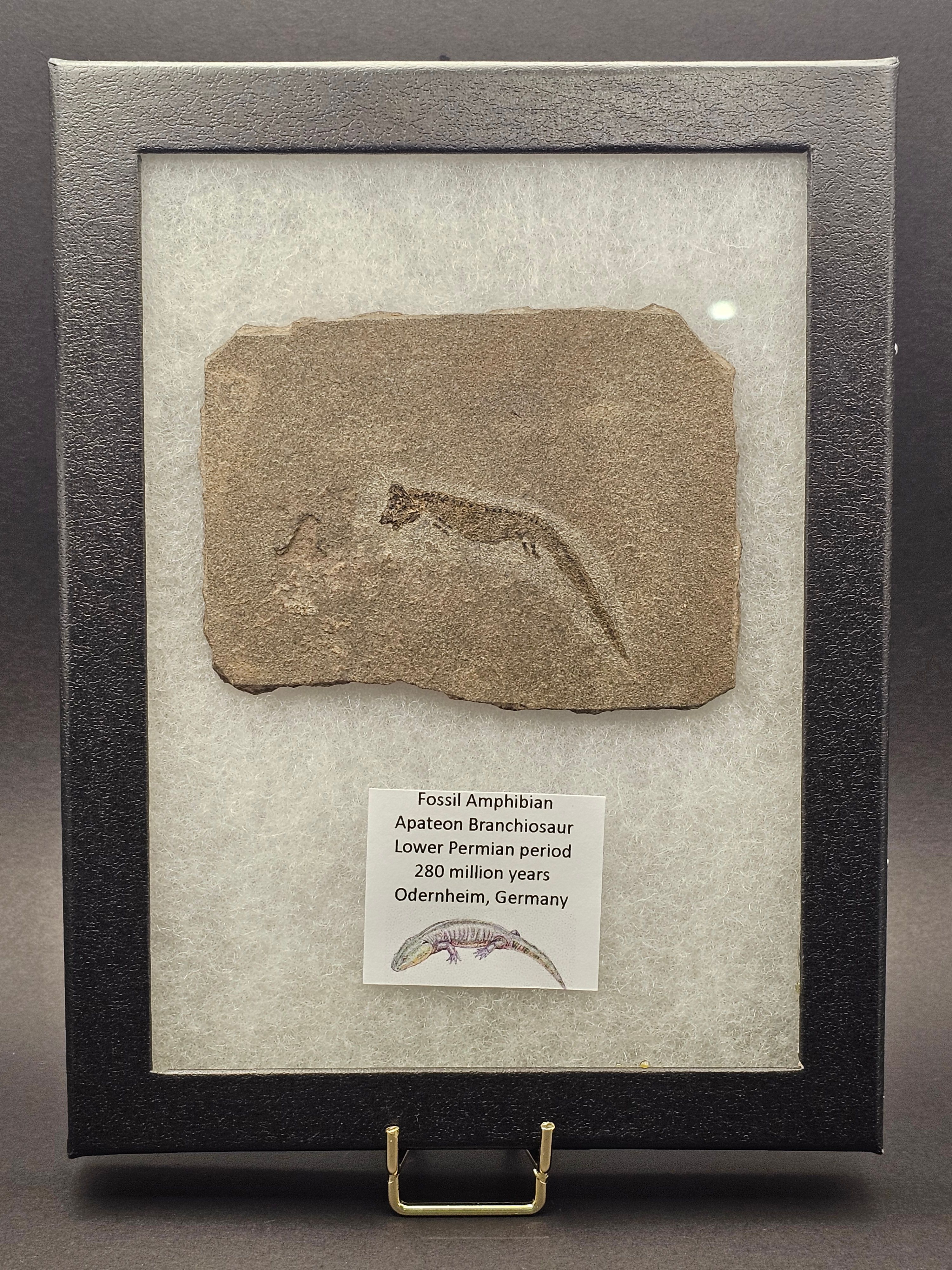 Apateon Branchiosaur | 6cm Specimen