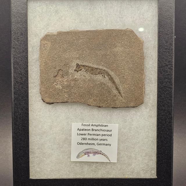 Apateon Branchiosaur | 6cm Specimen — view 1