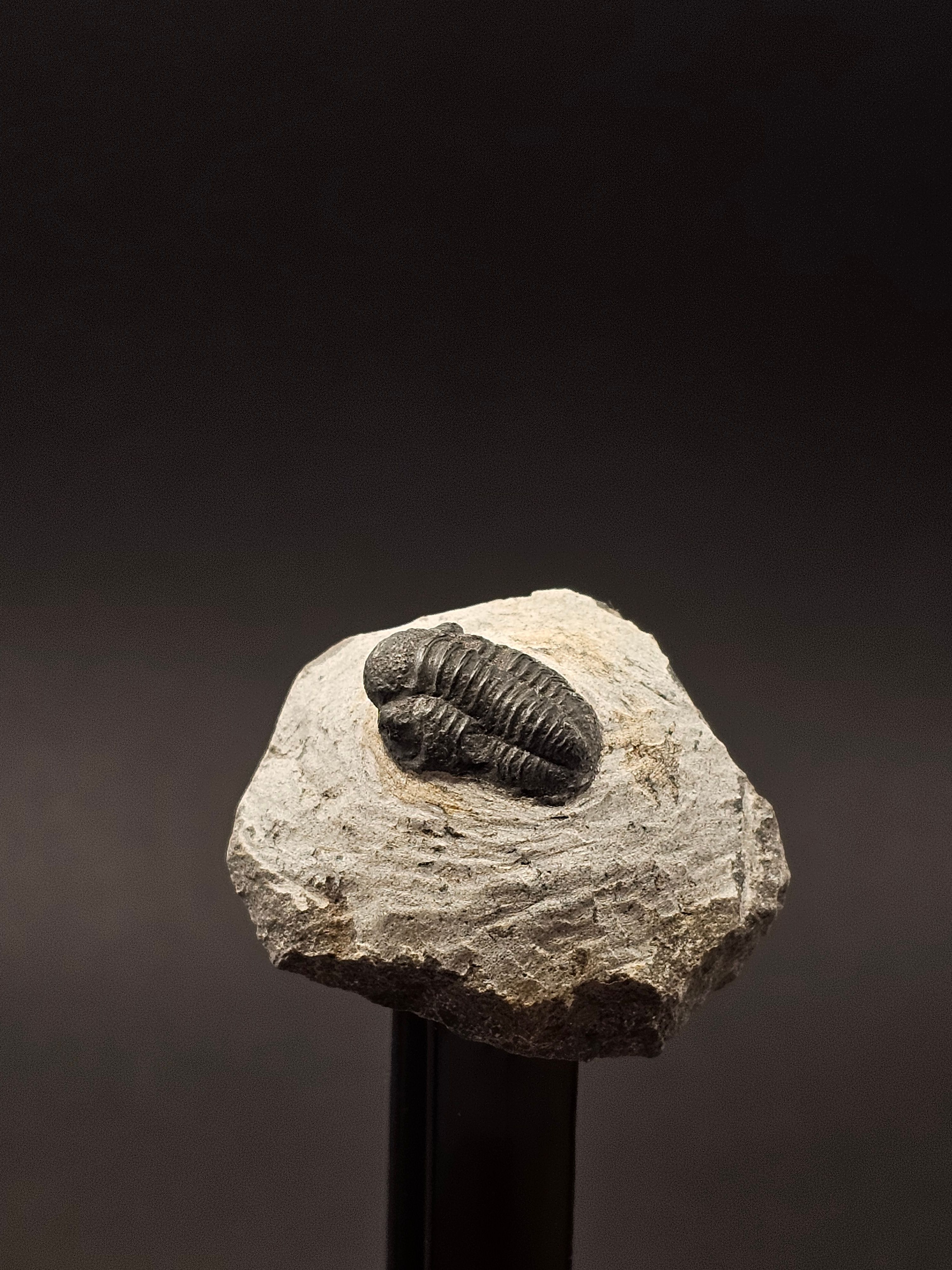 Gerastos Trilobite on Matrix