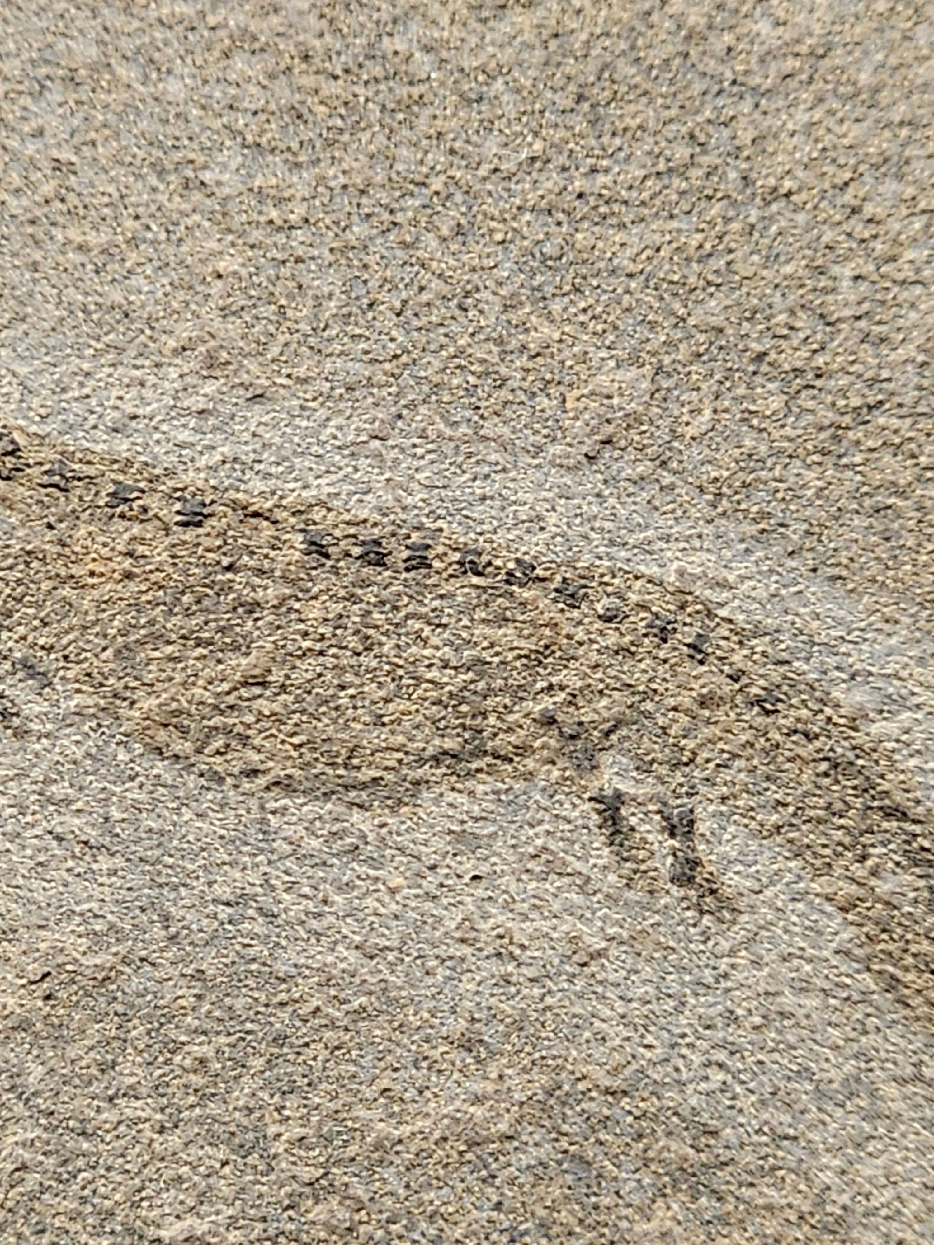 Apateon Branchiosaur | 6cm Specimen — view 4