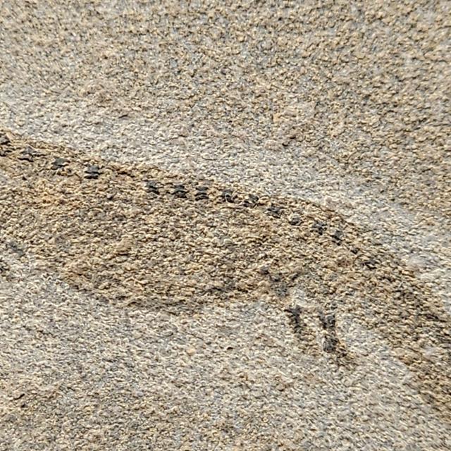 Apateon Branchiosaur | 6cm Specimen — view 4