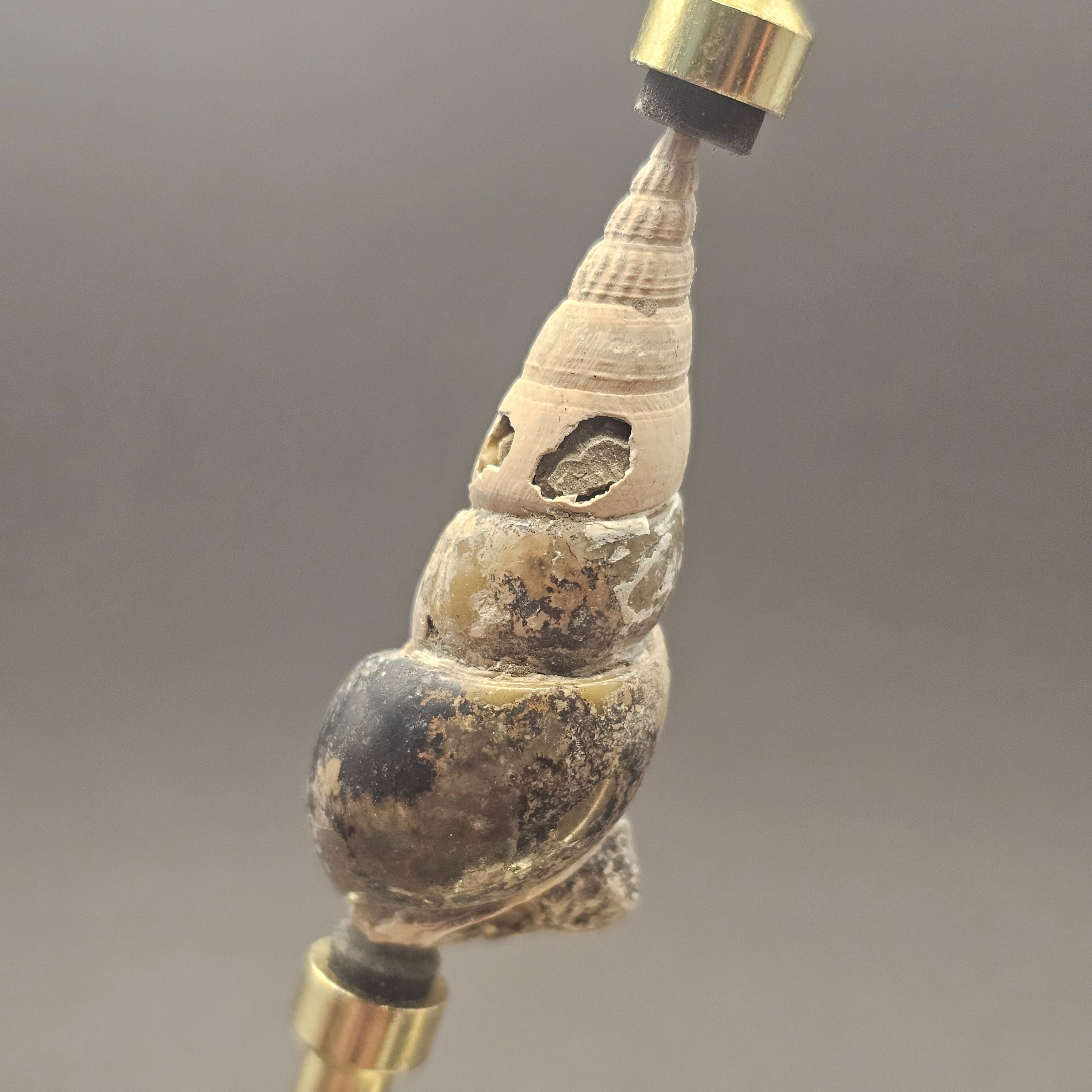 Turritellid Gastropod Shell — view 4