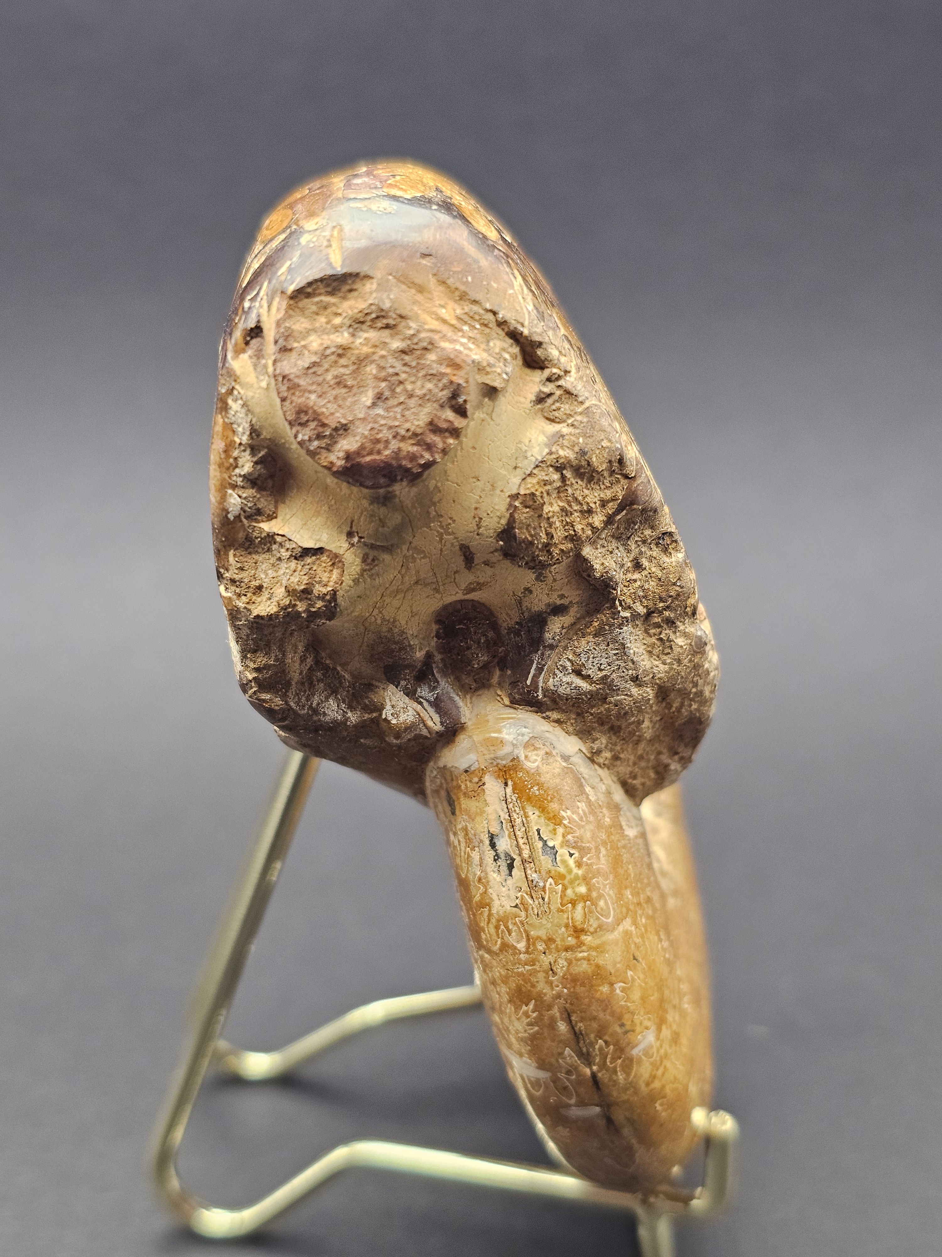 Polished Madagascan Phylloceratid Ammonite - 305g — view 4