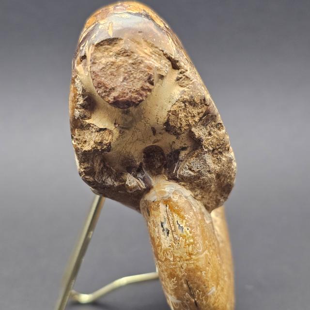 Polished Madagascan Phylloceratid Ammonite - 305g — view 4