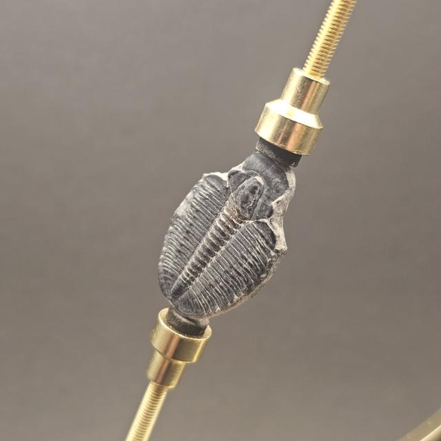Elrathia Trilobite — view 2