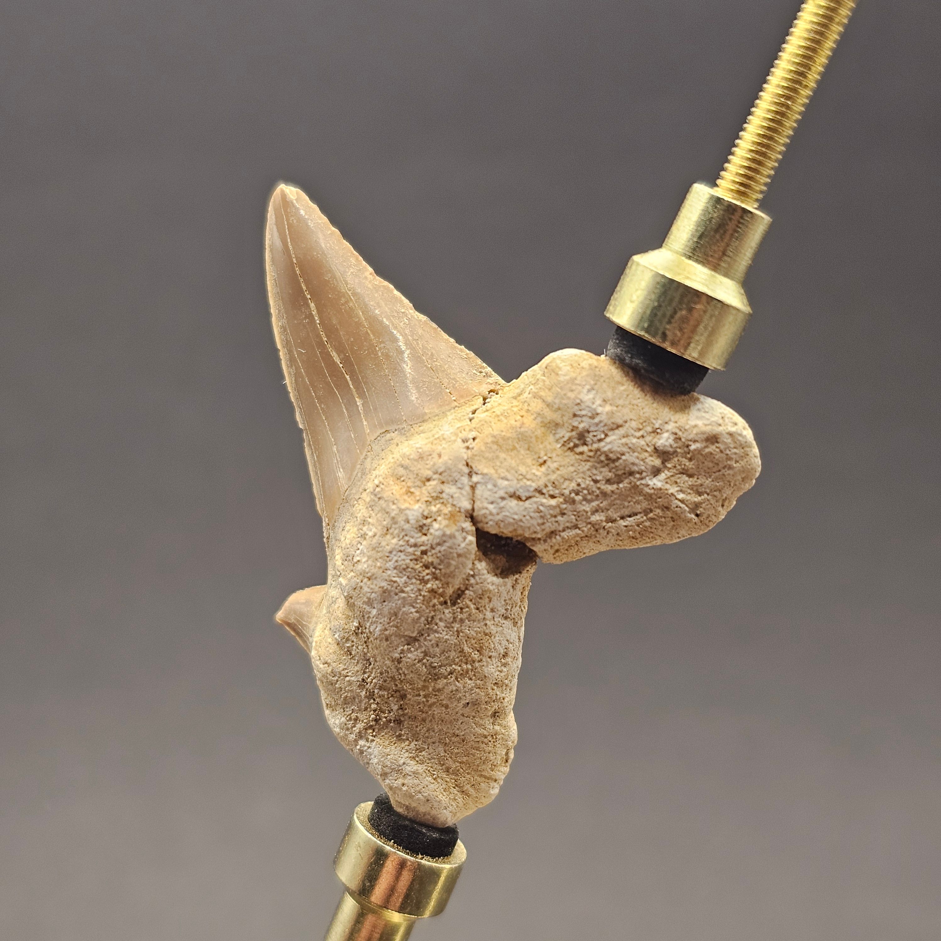 Otodus Shark Tooth — view 4