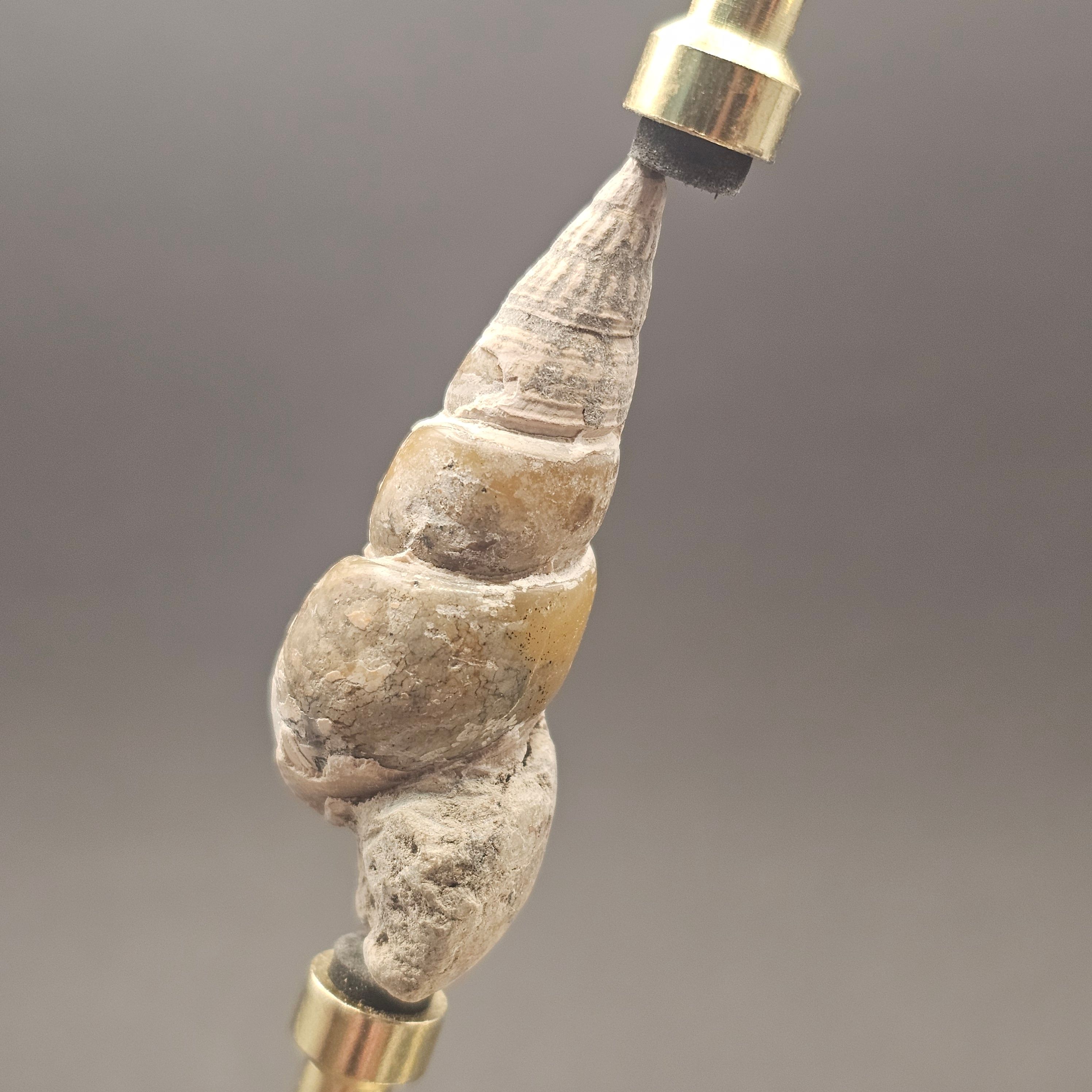 Turritellid Gastropod Shell — view 8