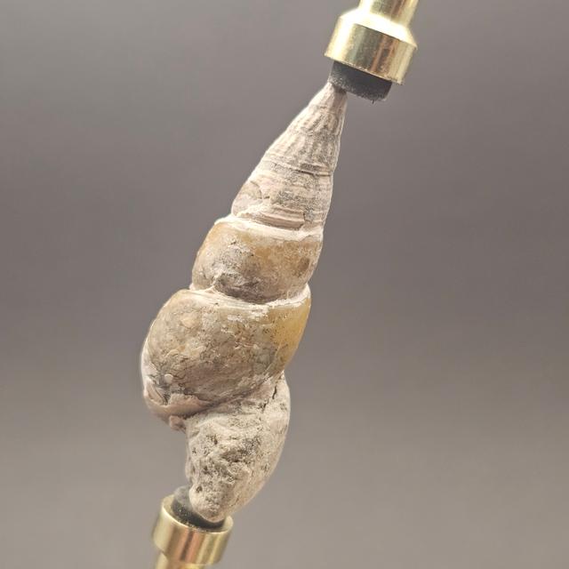 Turritellid Gastropod Shell — view 8