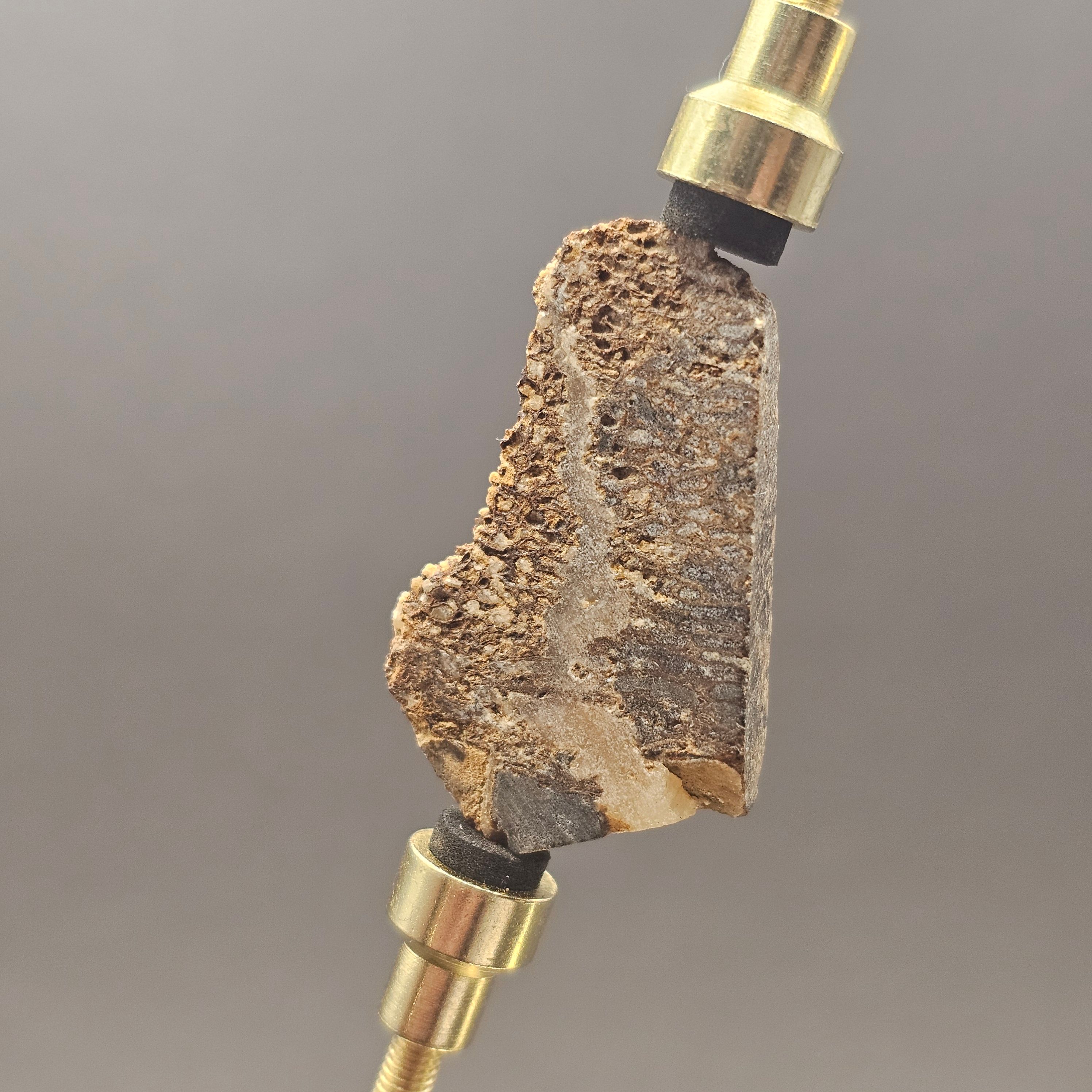 Atlasaurus Bone Slice — view 5