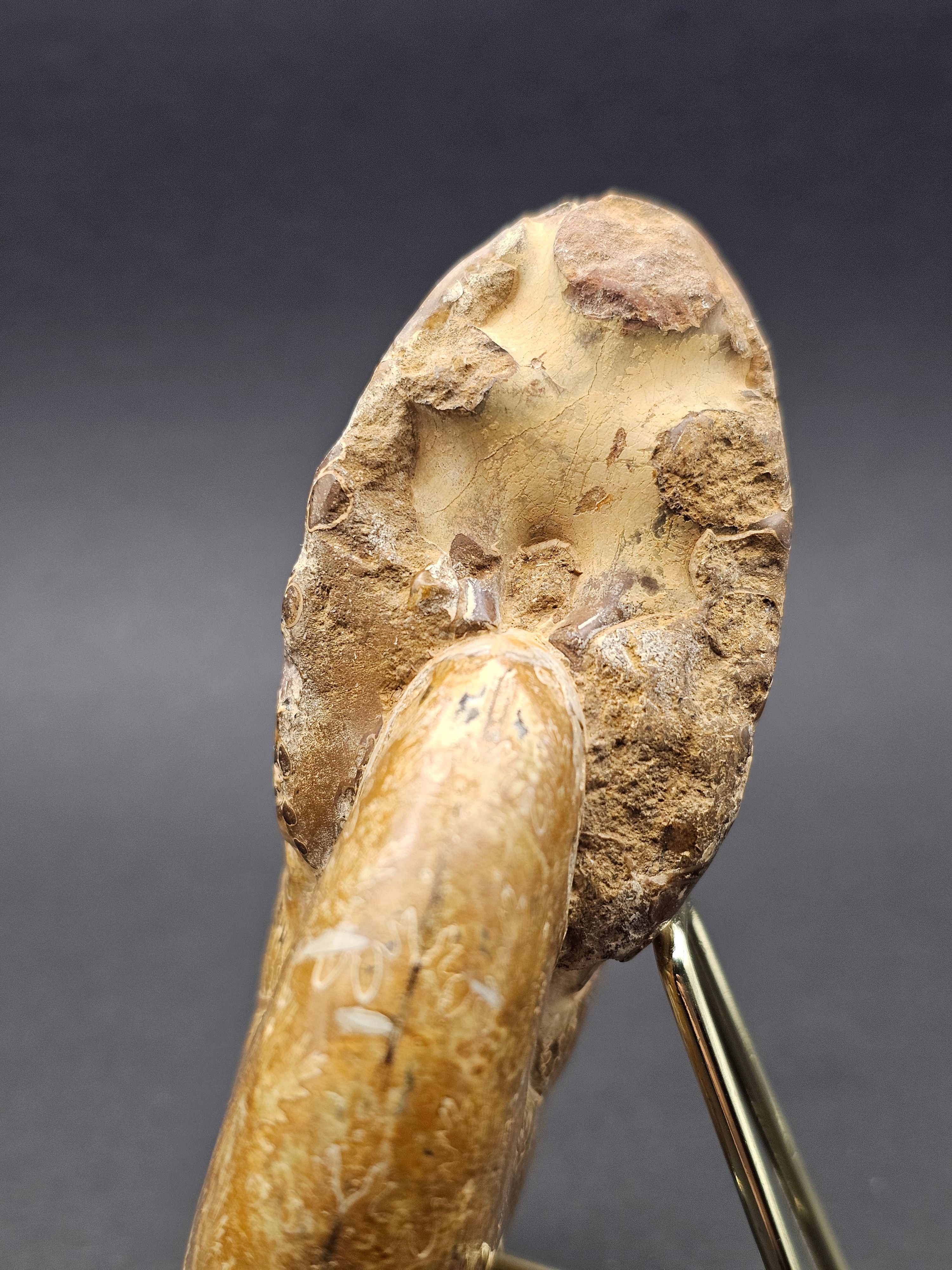 Polished Madagascan Phylloceratid Ammonite - 305g — view 7