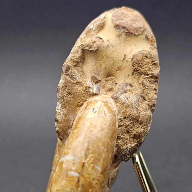 Polished Madagascan Phylloceratid Ammonite - 305g — view 7