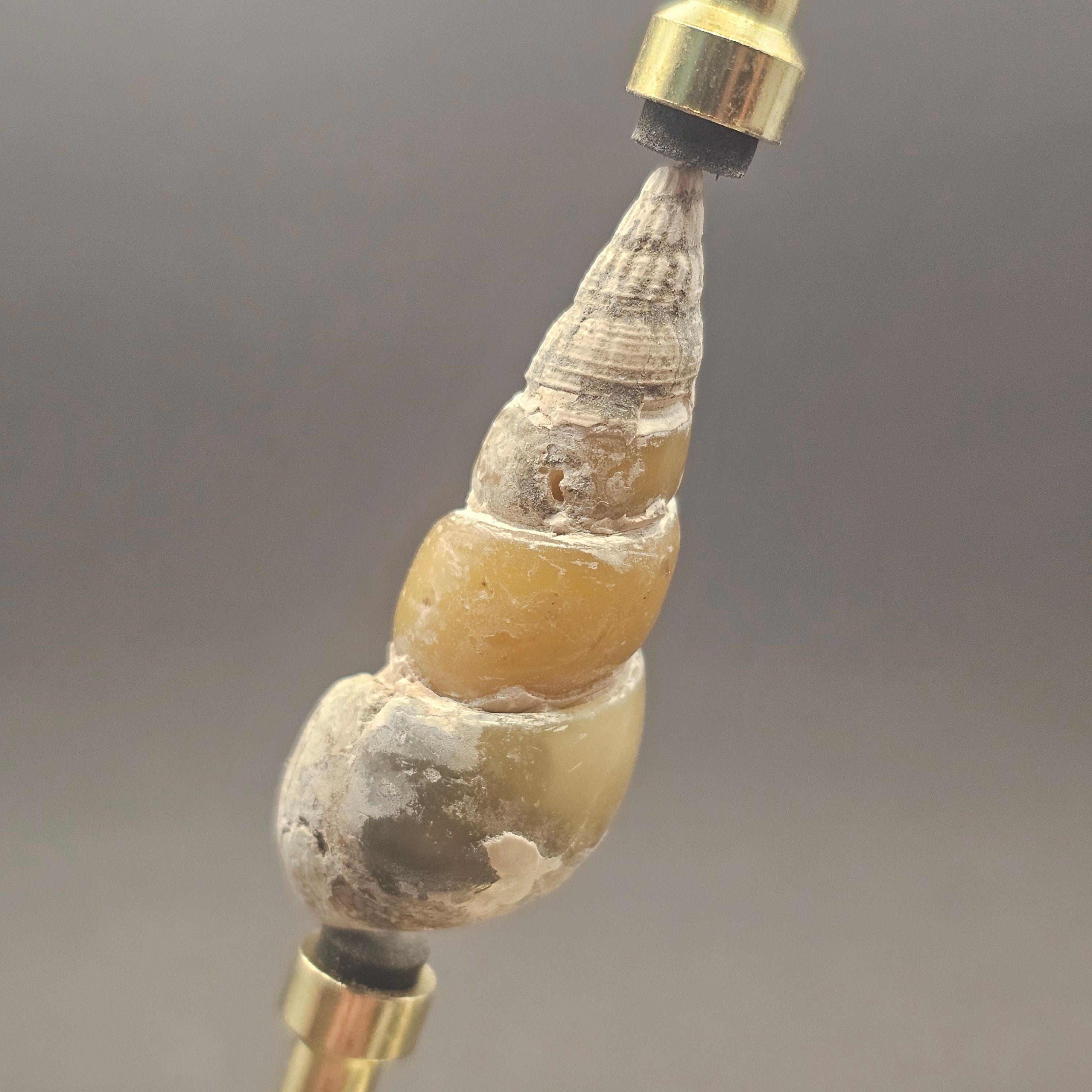 Turritellid Gastropod Shell — view 7