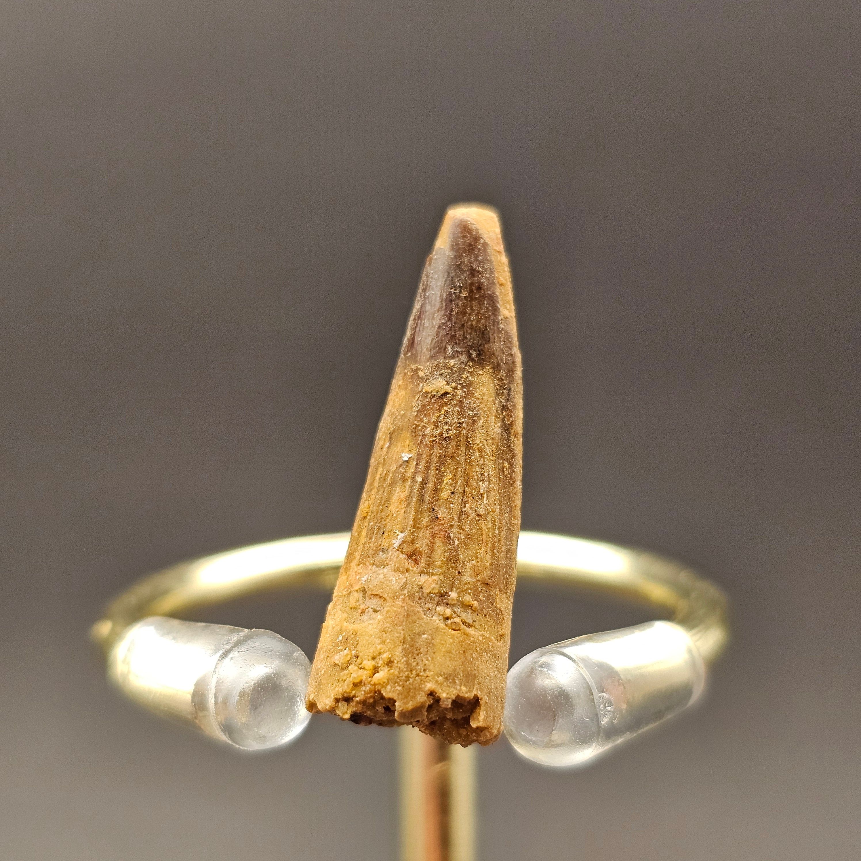 Spinosaurus Tooth