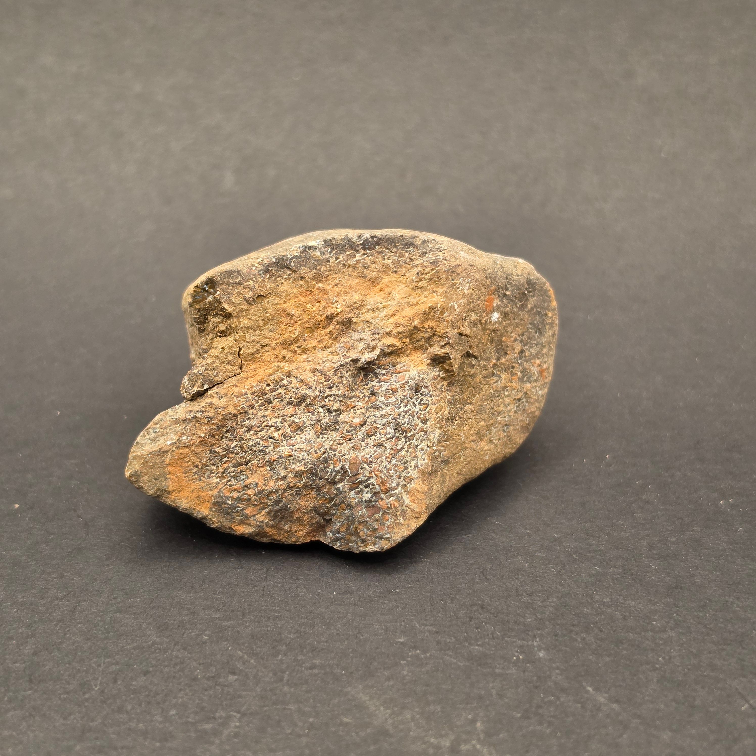 Morrison Formation Dinosaur Bone Fragment
