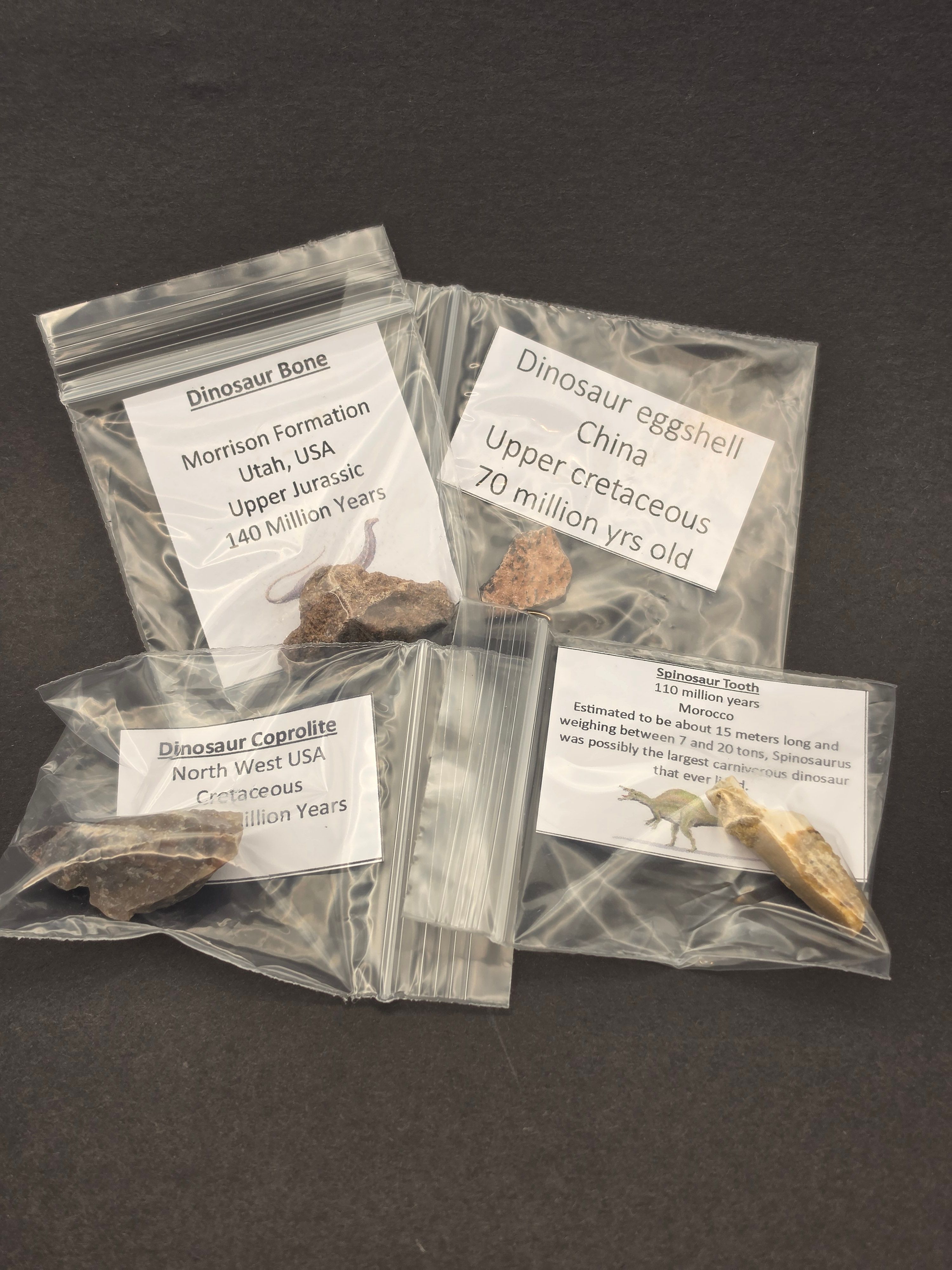 'Dino Pack' Fossil Bundle – 4 Genuine Dinosaur Fossils — view 3