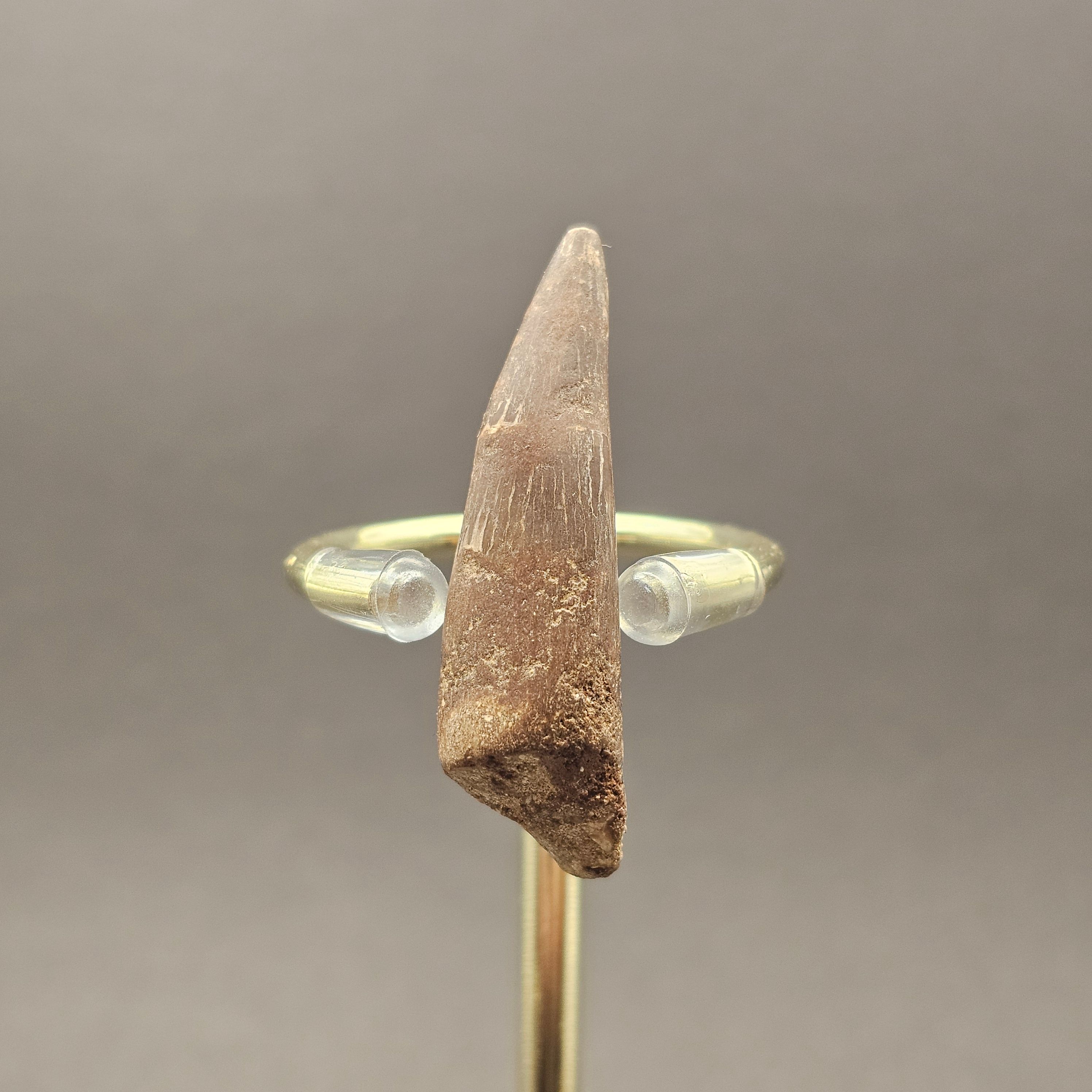 Plesiosaur Tooth — view 2