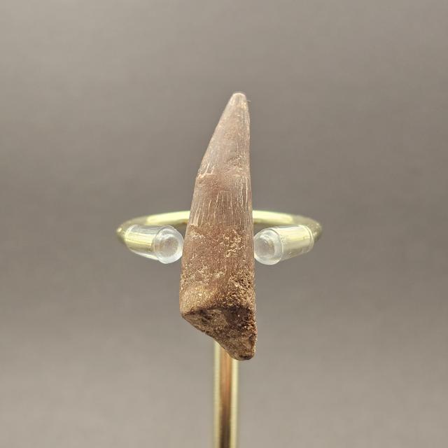 Plesiosaur Tooth — view 2