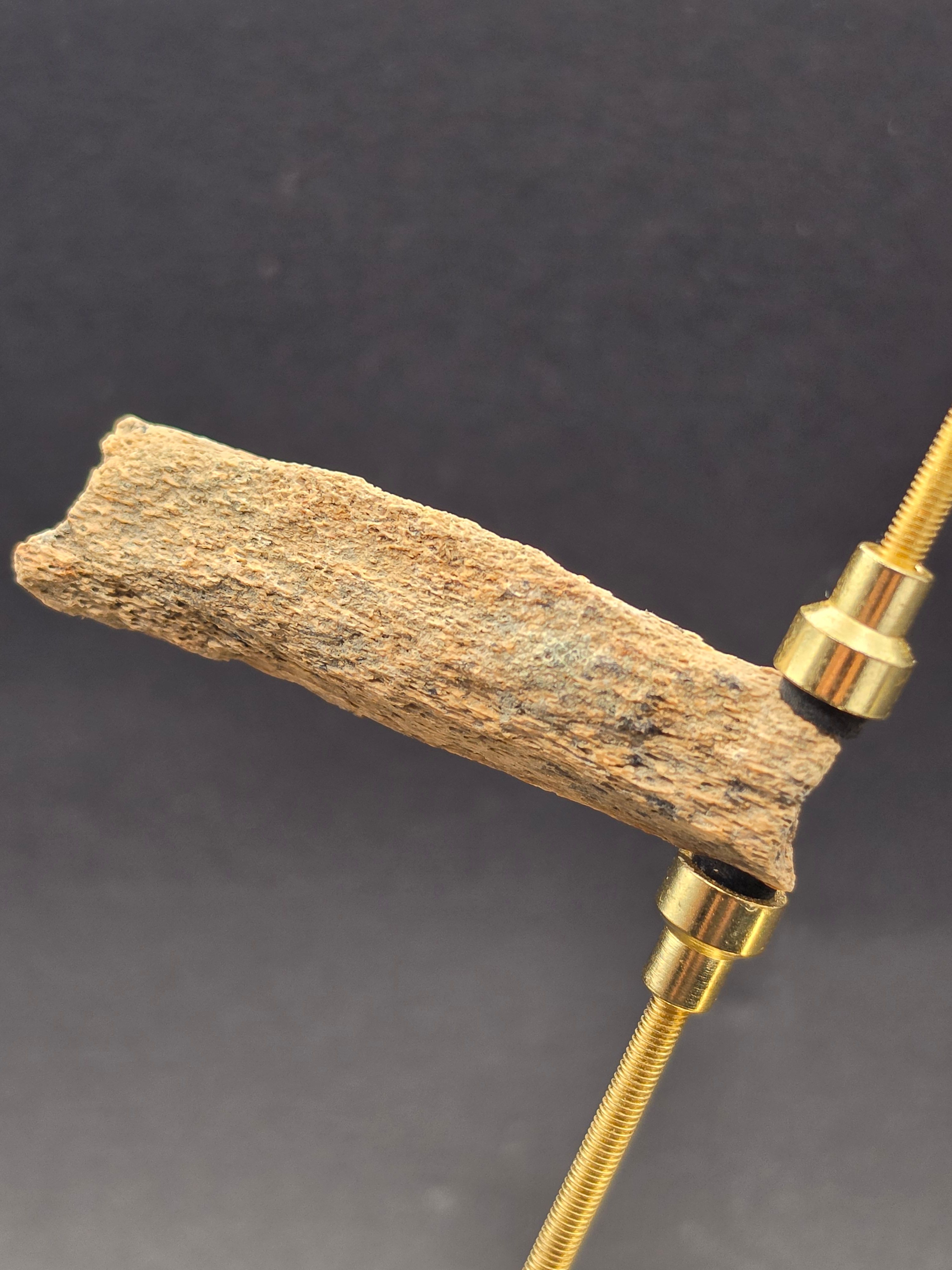 Tyrannosaurus rex Fossil Bone Fragment | Hell Creek Formation, Montana — view 4