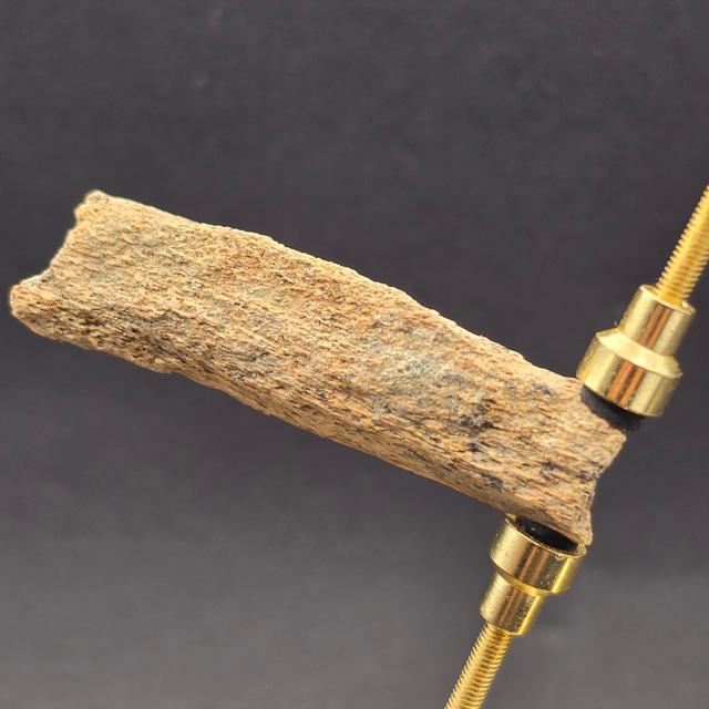 Tyrannosaurus rex Fossil Bone Fragment | Hell Creek Formation, Montana — view 4