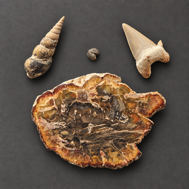 First Fossil Collection Bundle — view 1