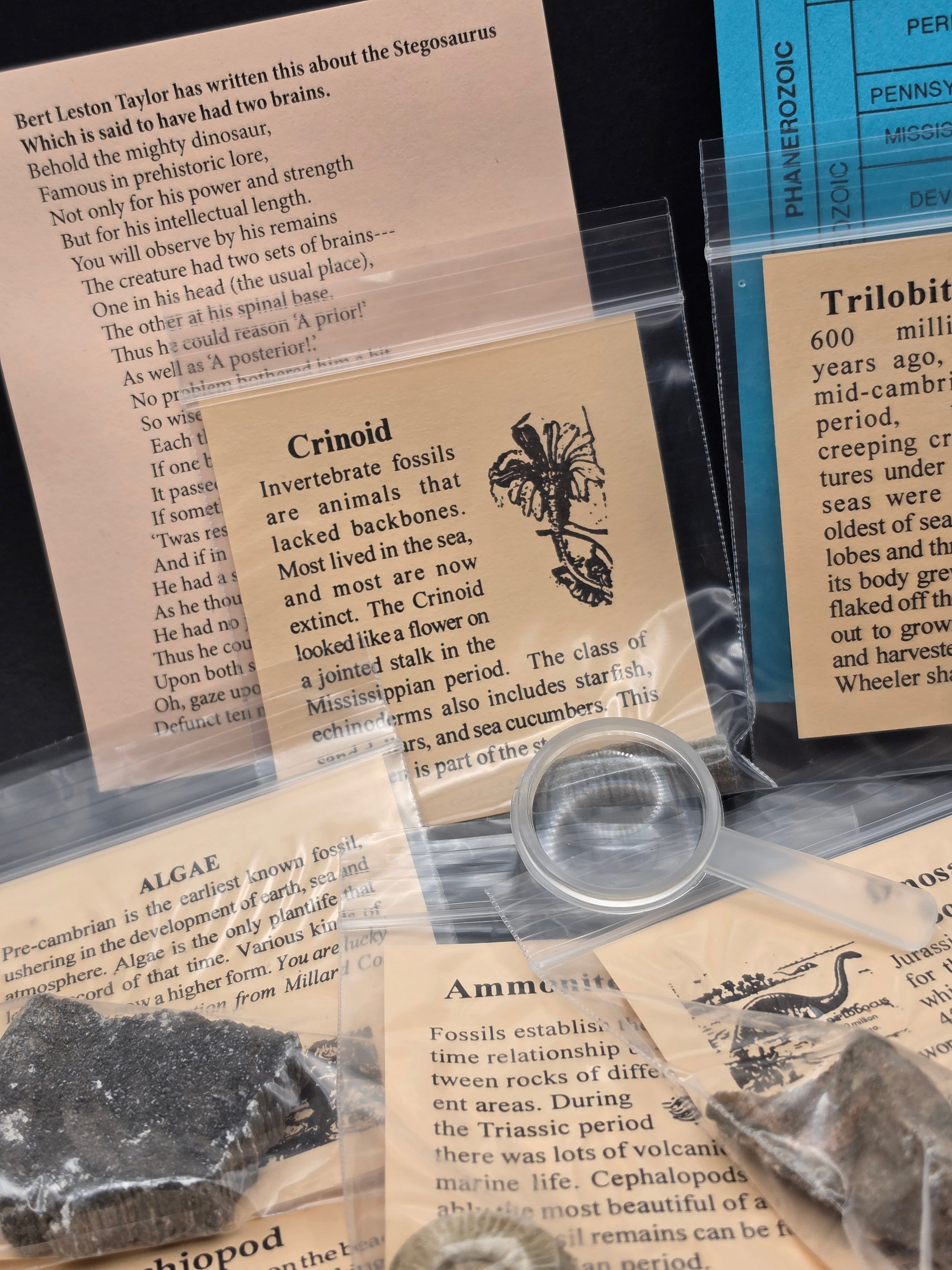 Big Bang Fossil Bundle Bag – 10 Genuine Fossil Specimens — view 7