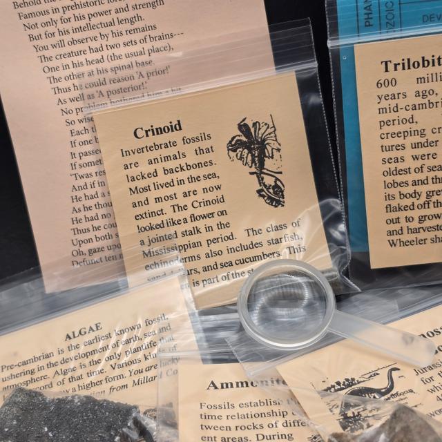 Big Bang Fossil Bundle Bag – 10 Genuine Fossil Specimens — view 7