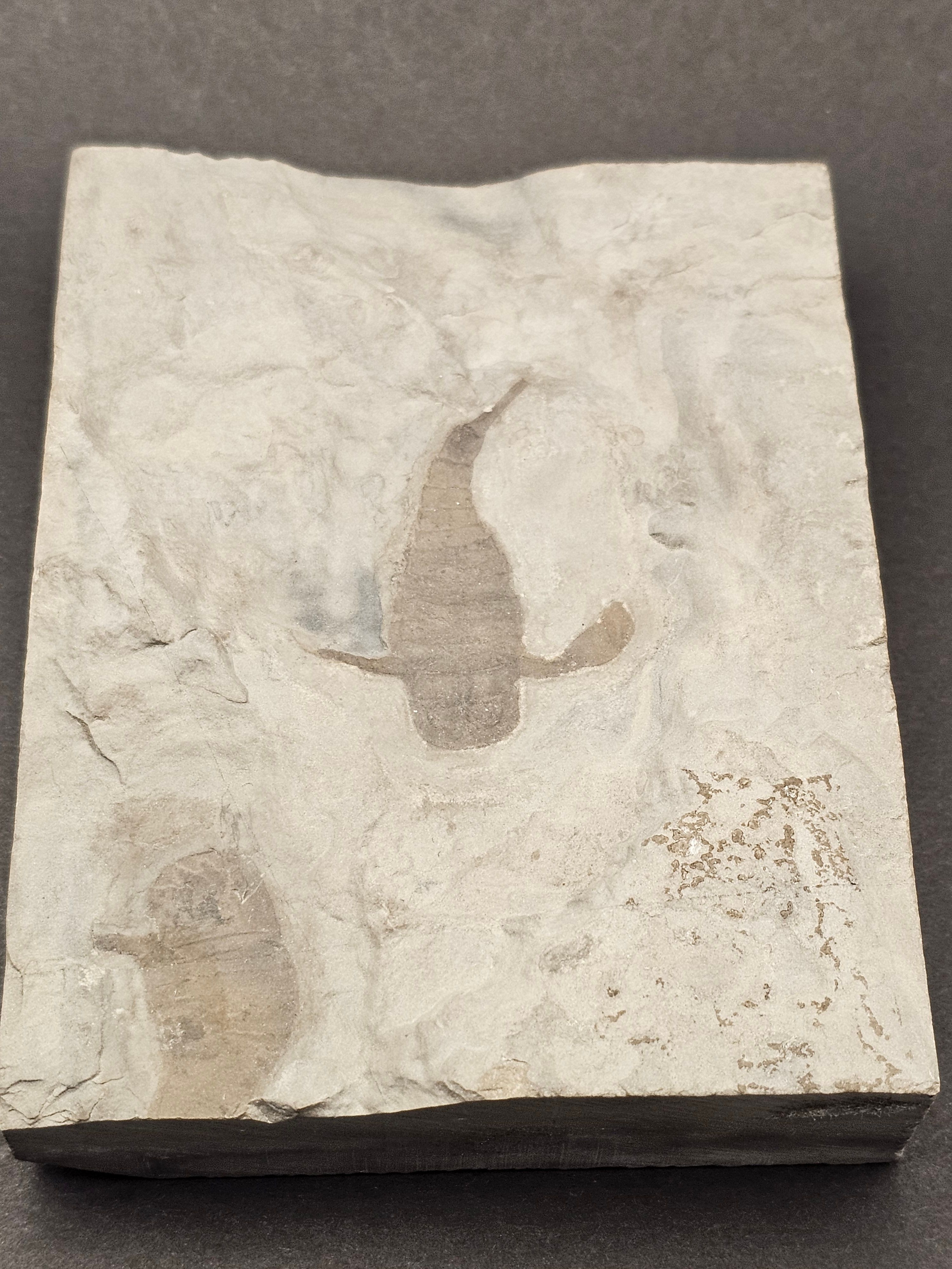 Eurypterid “Sea Scorpion” Fossil Pair in Wooden Display Case — view 7