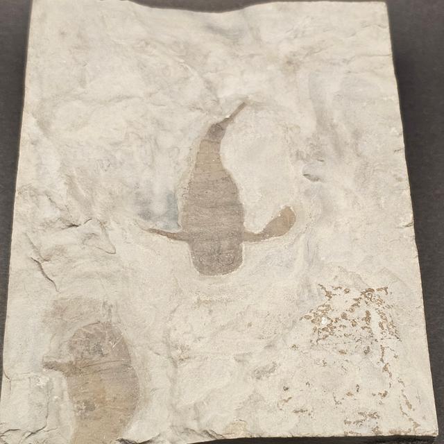 Eurypterid “Sea Scorpion” Fossil Pair in Wooden Display Case — view 7