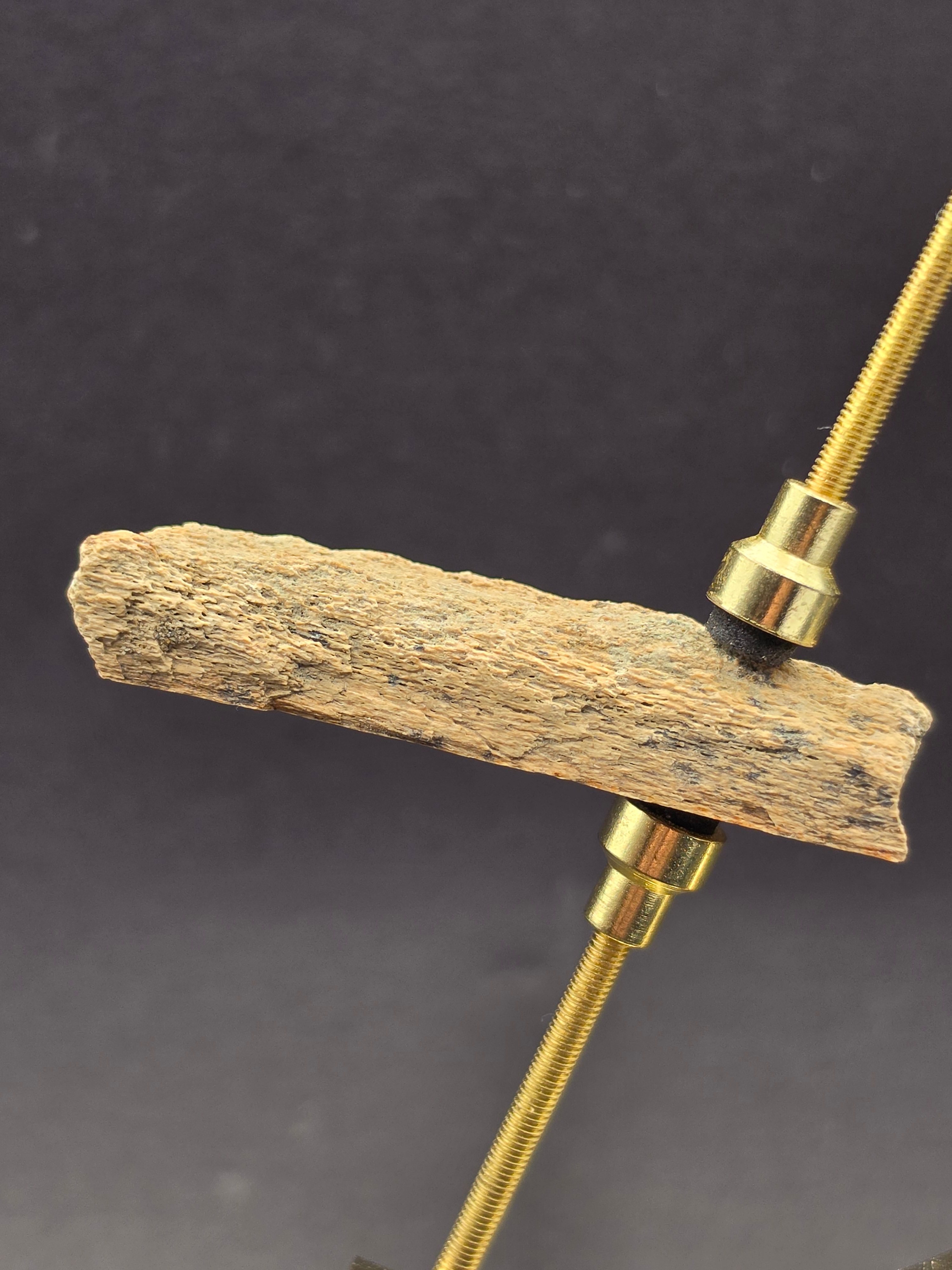 Tyrannosaurus rex Fossil Bone Fragment | Hell Creek Formation, Montana — view 6