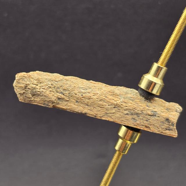 Tyrannosaurus rex Fossil Bone Fragment | Hell Creek Formation, Montana — view 6