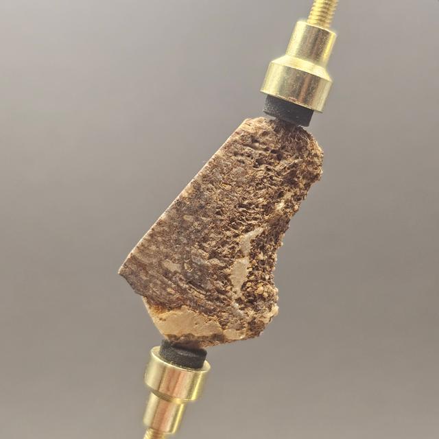 Atlasaurus Bone Slice — view 3