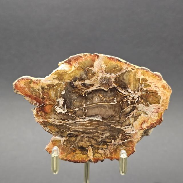 Polished Triassic Petrified Wood Slice from Madagascar — view 2