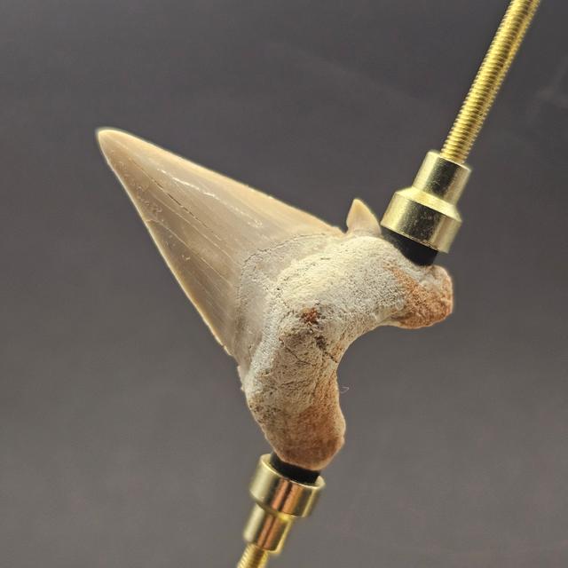 First Fossil Collection — view 3