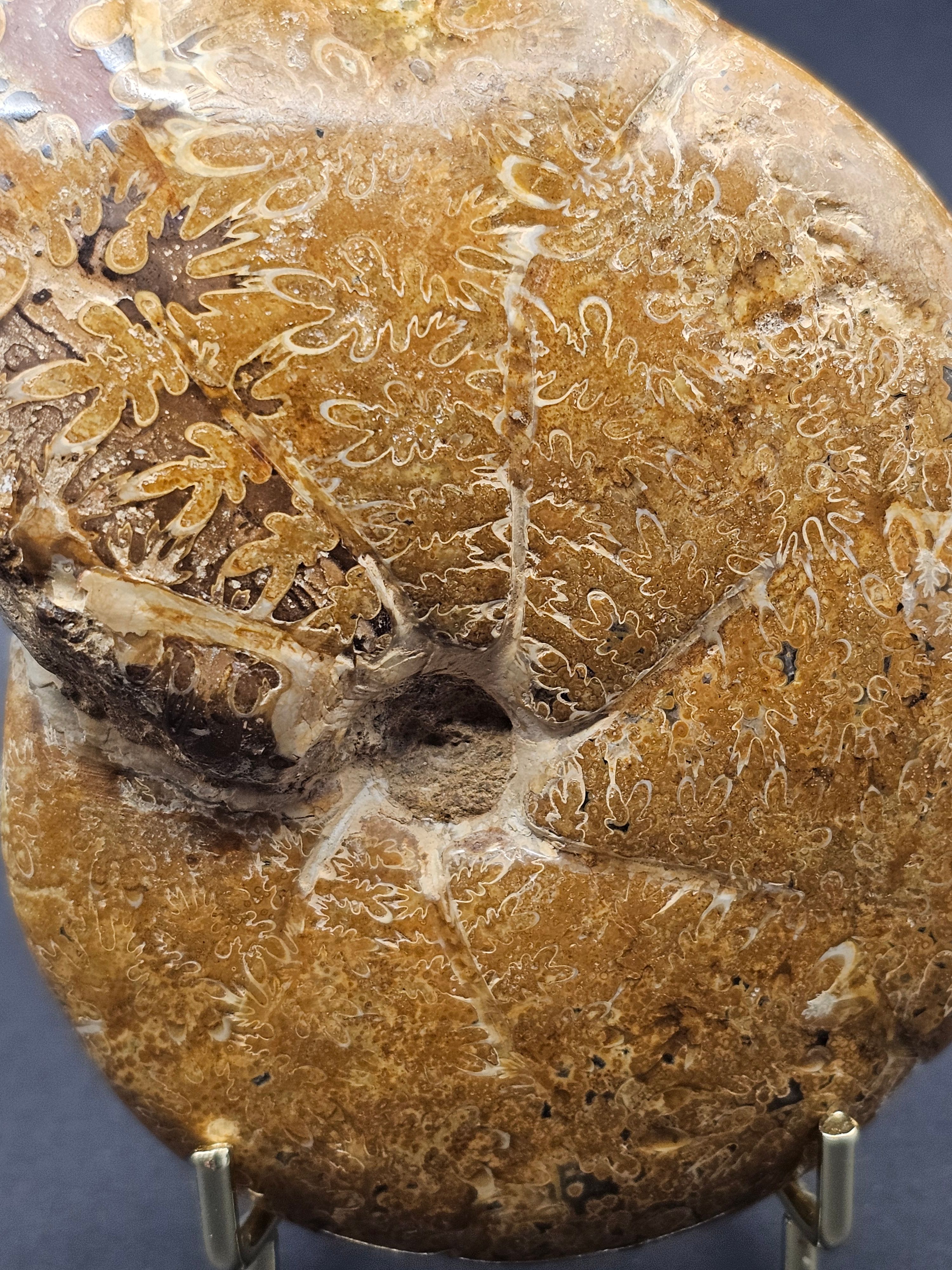 Polished Madagascan Phylloceratid Ammonite - 305g — view 3