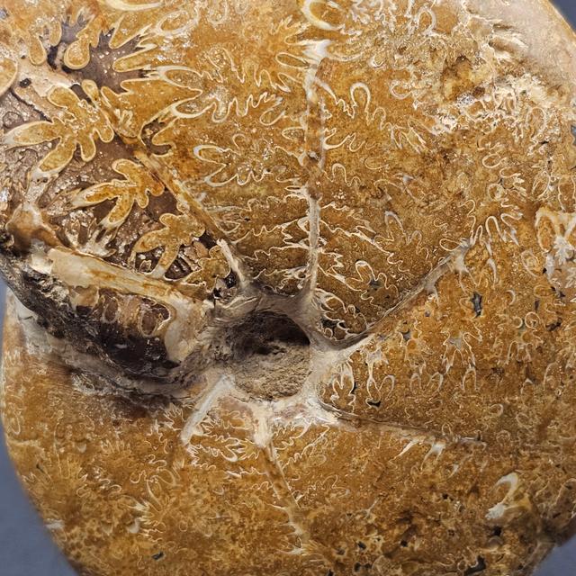 Polished Madagascan Phylloceratid Ammonite - 305g — view 3