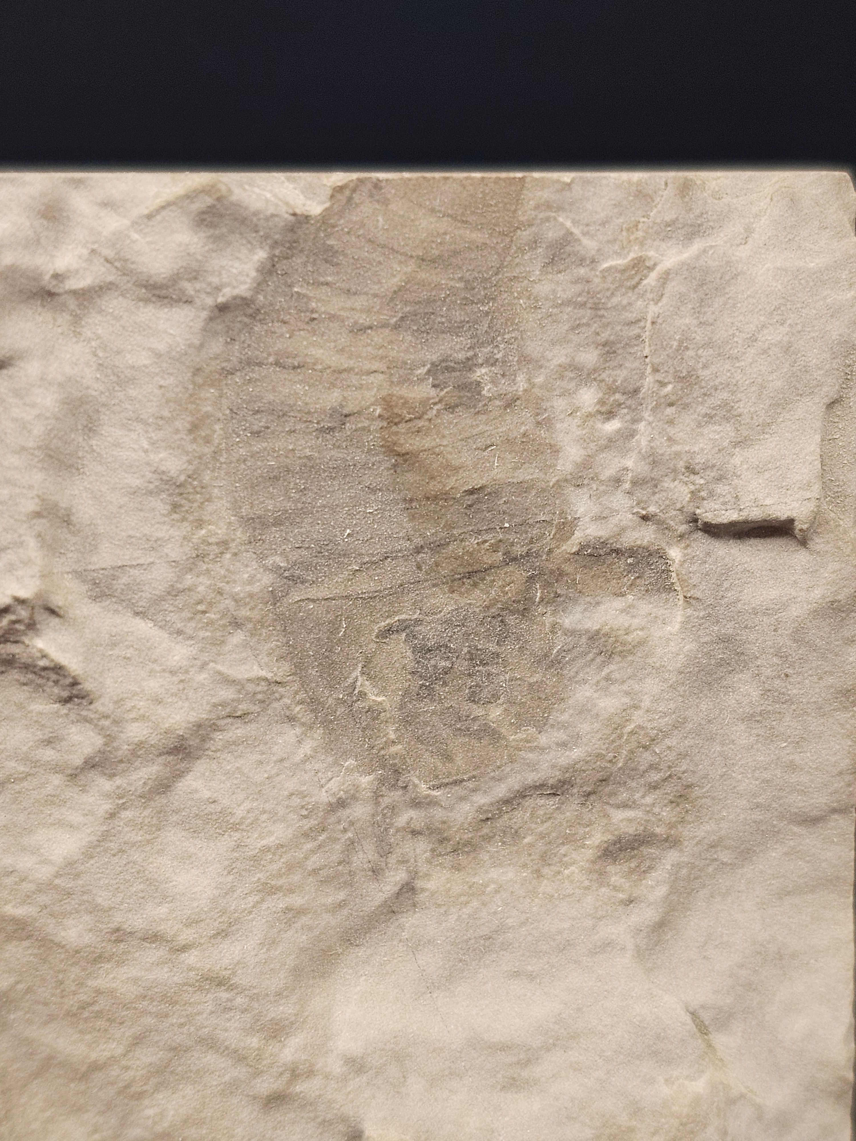 Eurypterid “Sea Scorpion” Fossil Pair in Wooden Display Case — view 6
