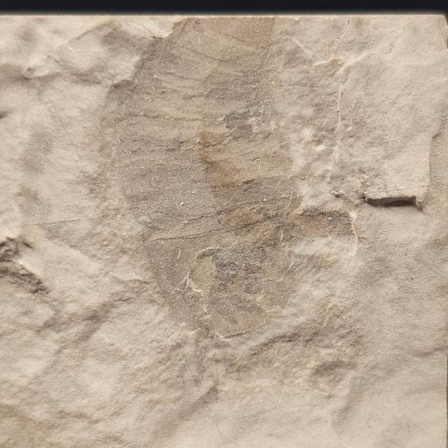 Eurypterid “Sea Scorpion” Fossil Pair in Wooden Display Case — view 6