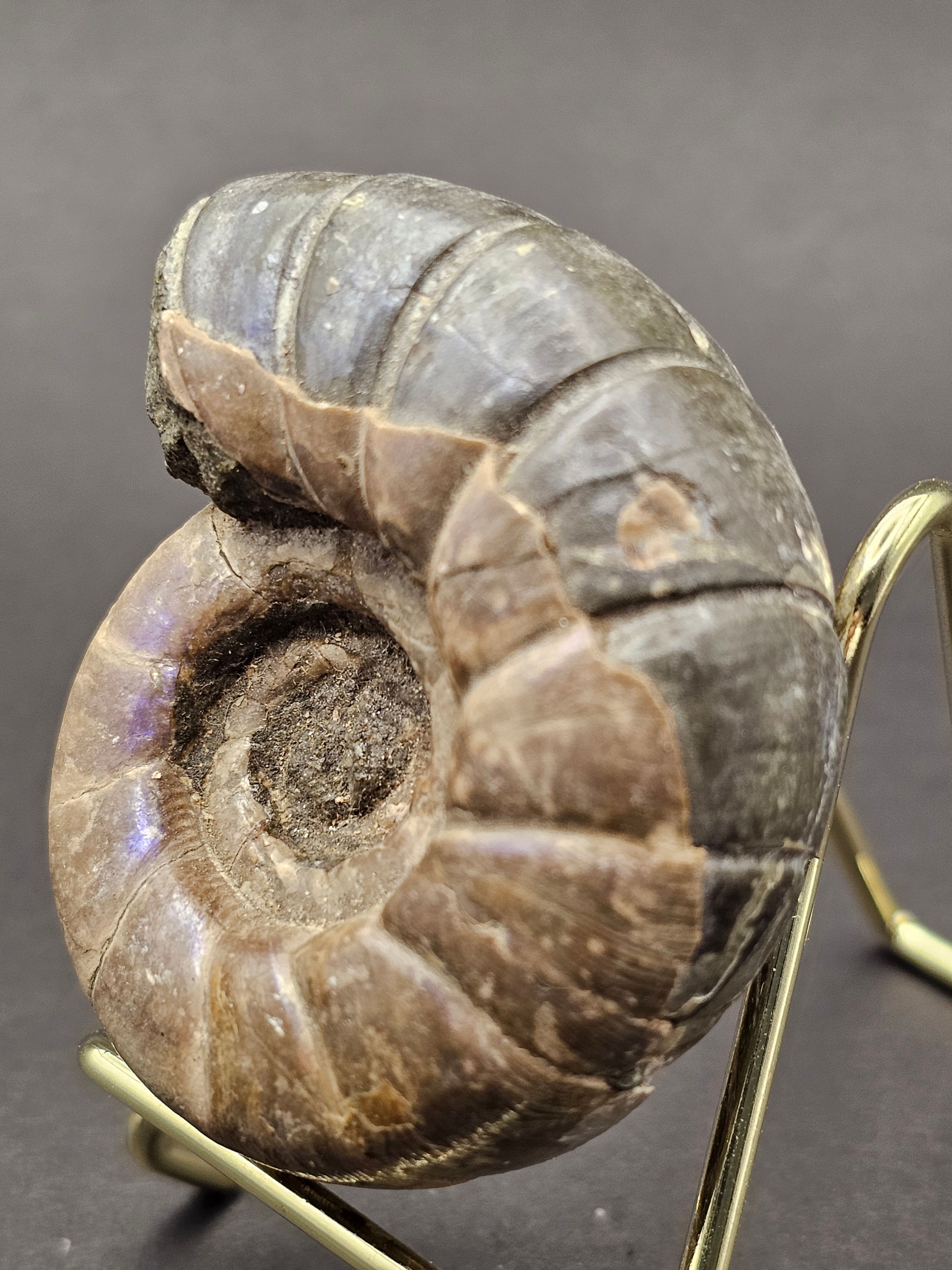 Eotetragonites umbilicostriatus Ammonite - Madagascar - 65g — view 3