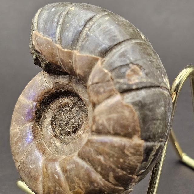 Eotetragonites umbilicostriatus Ammonite - Madagascar - 65g — view 3