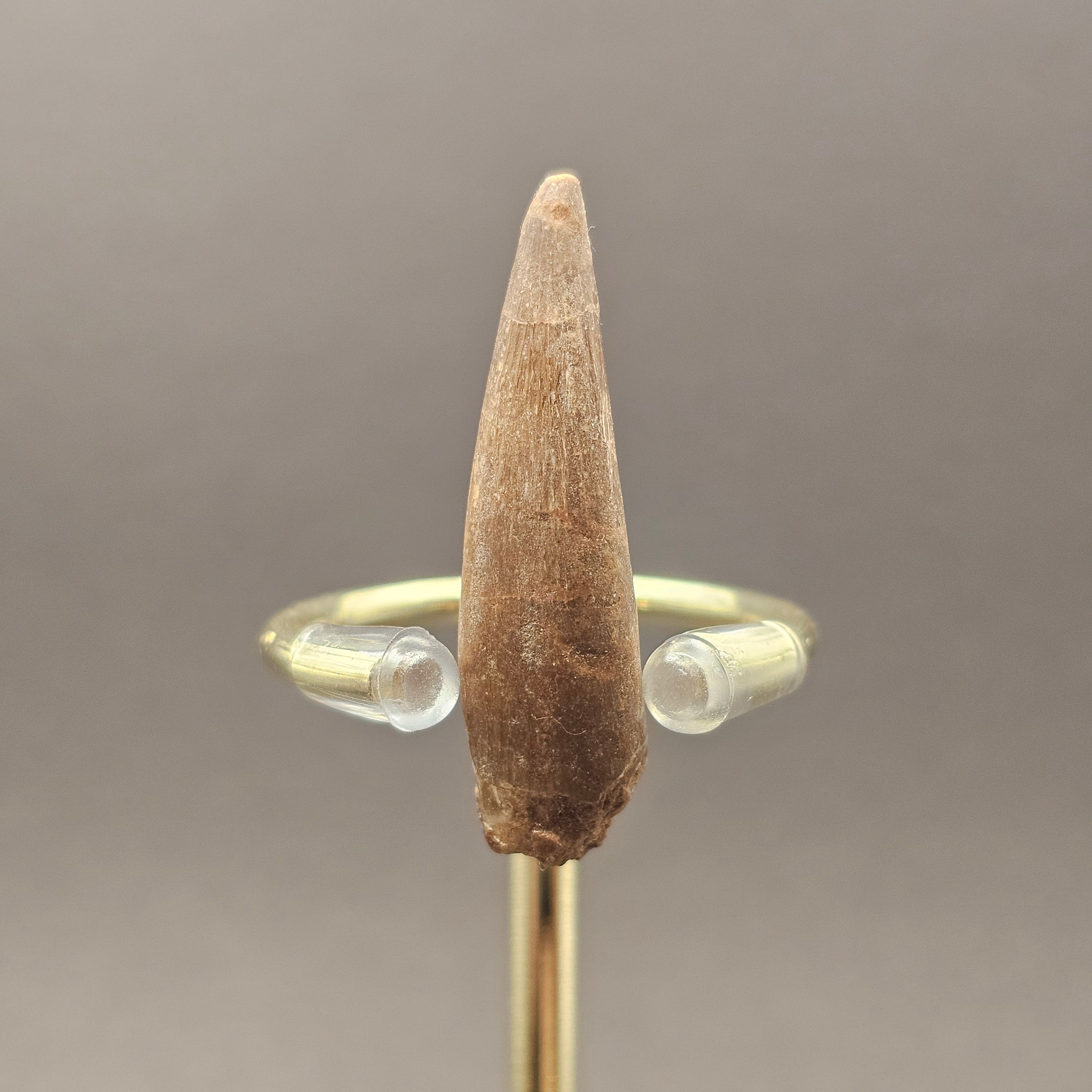 Plesiosaur Tooth — view 3