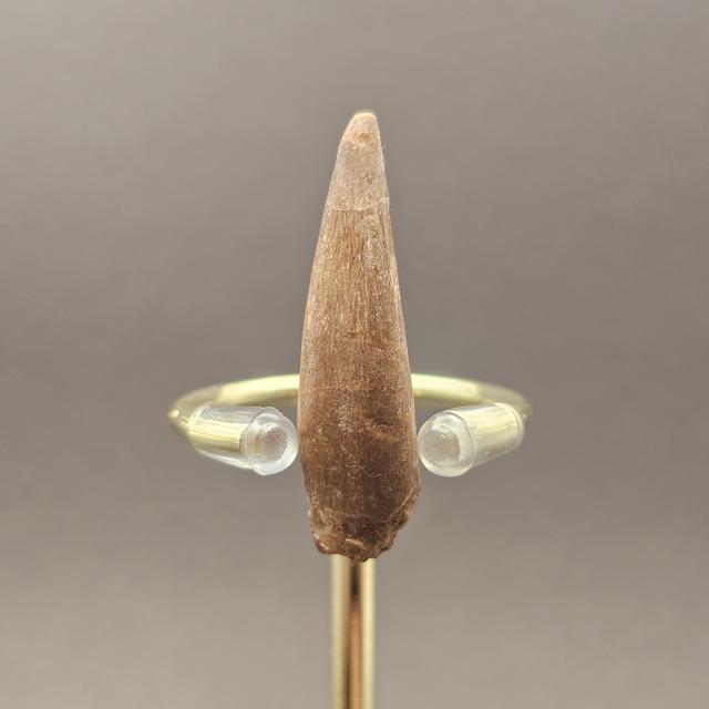 Plesiosaur Tooth — view 3