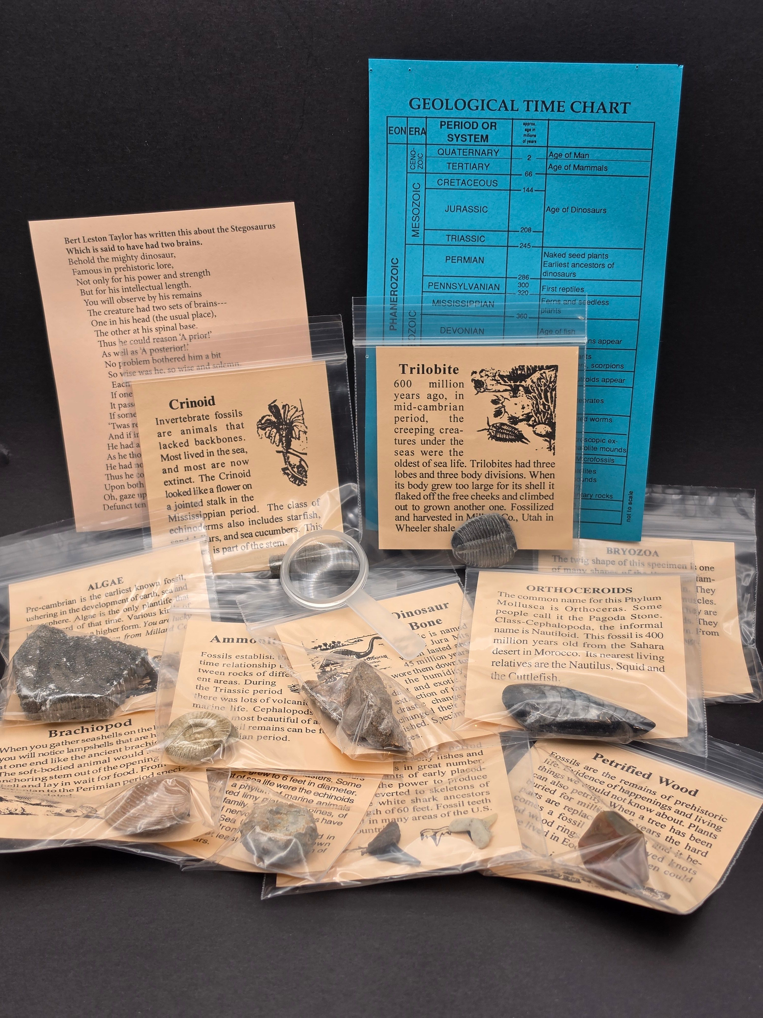 Big Bang Fossil Bundle Bag – 10 Genuine Fossil Specimens — view 3