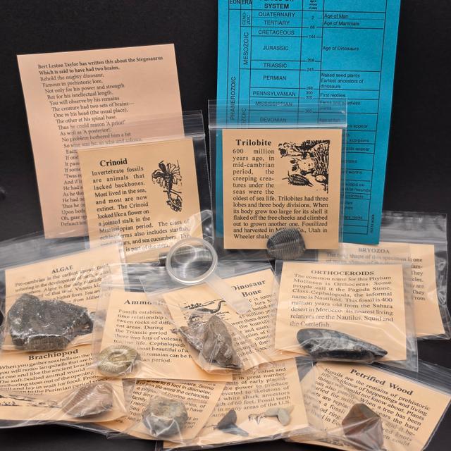 Big Bang Fossil Bundle Bag – 10 Genuine Fossil Specimens — view 3