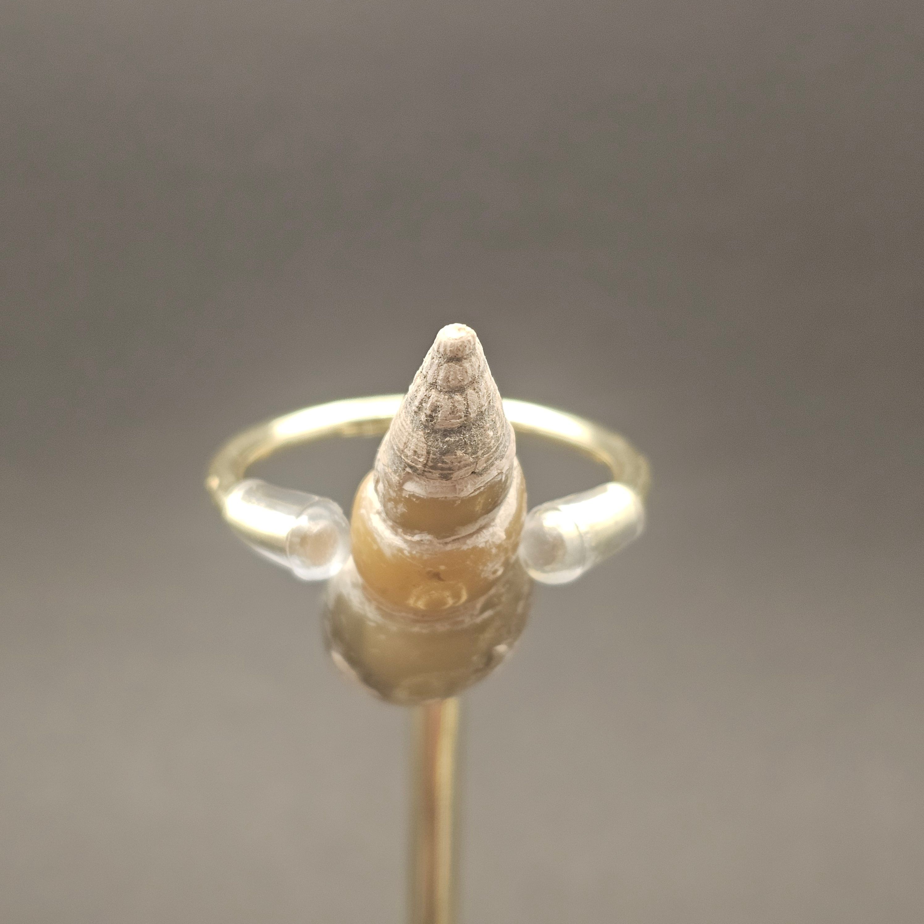 Turritellid Gastropod Shell — view 9