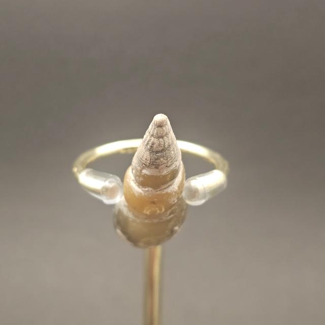 Turritellid Gastropod Shell — view 9