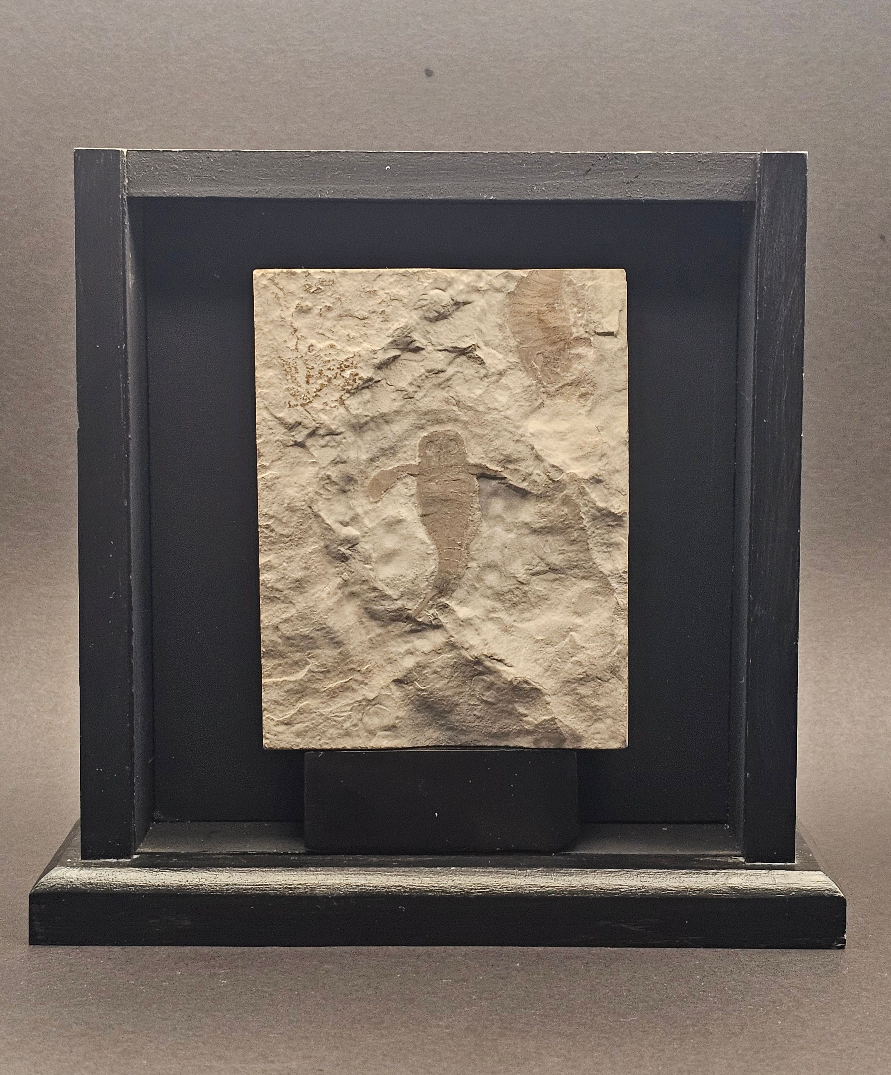 Eurypterid “Sea Scorpion” Fossil Pair in Wooden Display Case