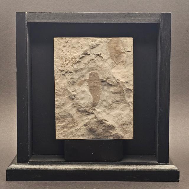 Eurypterid “Sea Scorpion” Fossil Pair in Wooden Display Case — view 1