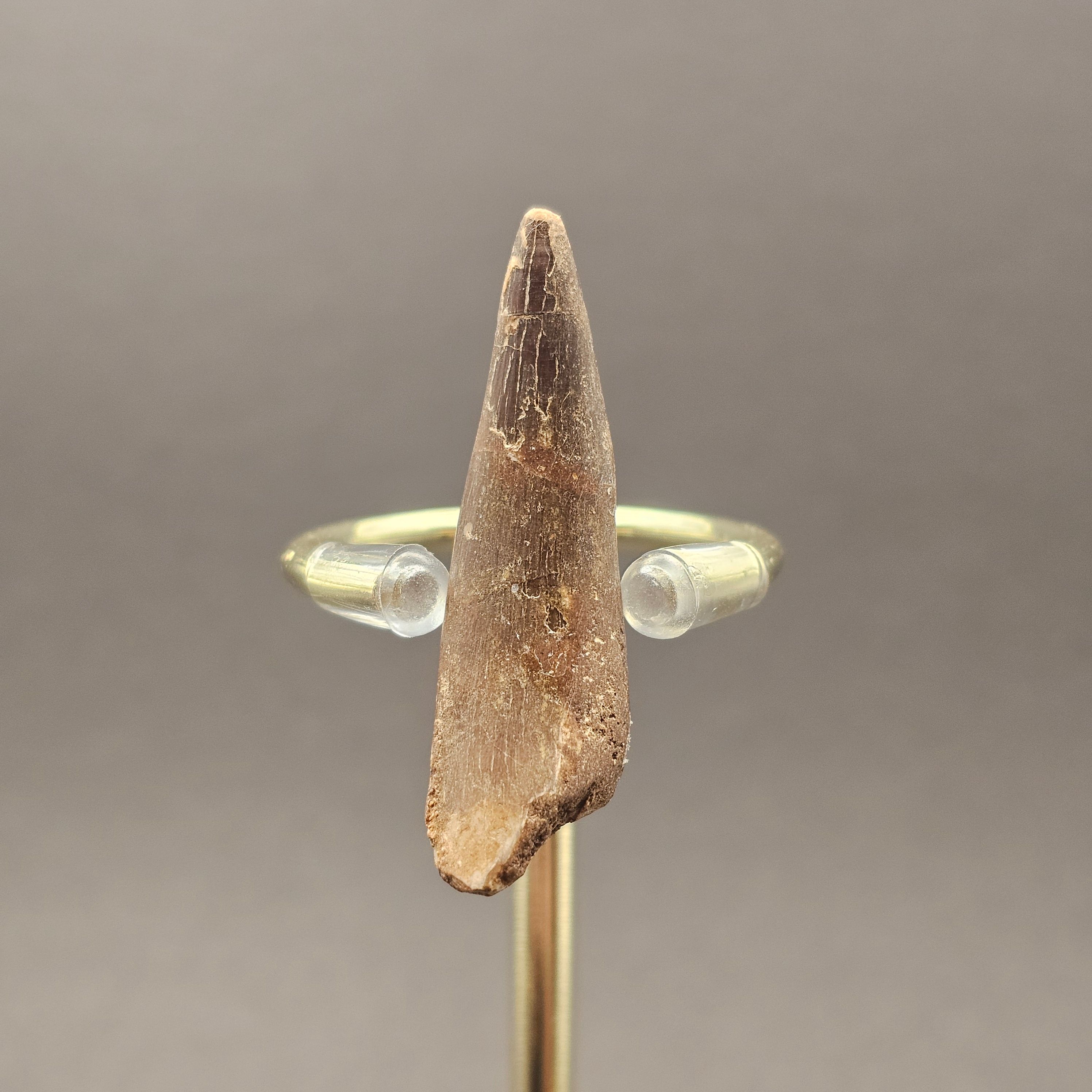Plesiosaur Tooth